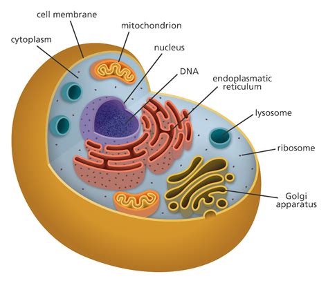 how are cell organelles similar to organs in a body